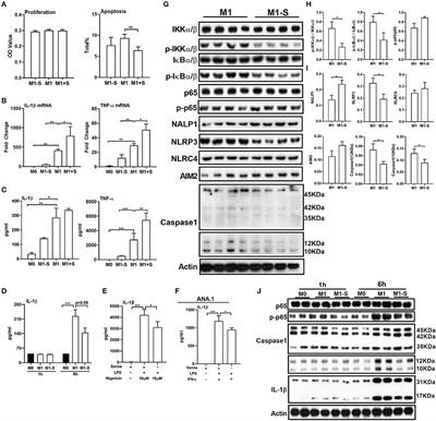 Serine Supports IL-1β Production in Macrophages Through mTOR Signaling